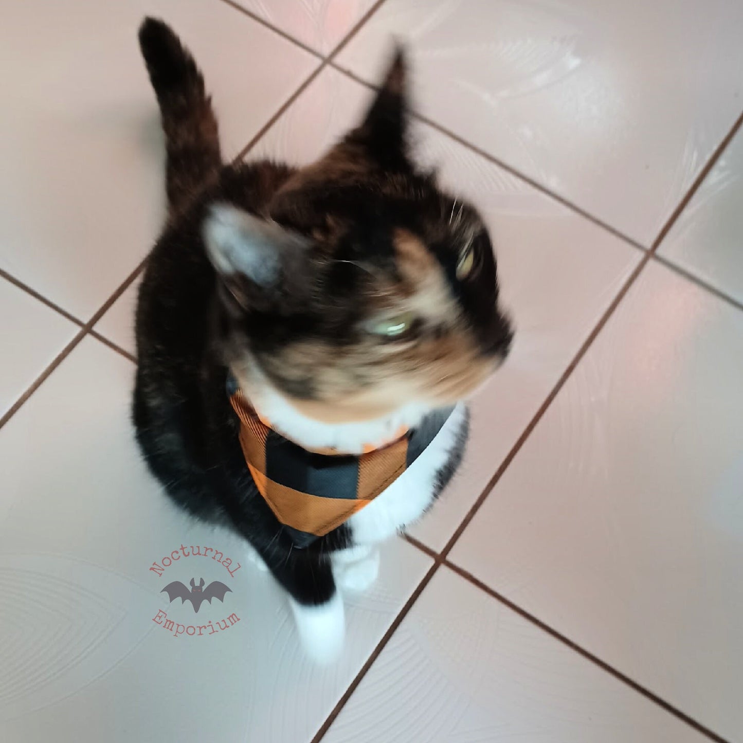 Black & Orange Cat Bandana: Purr-fectly Spooky Halloween Style